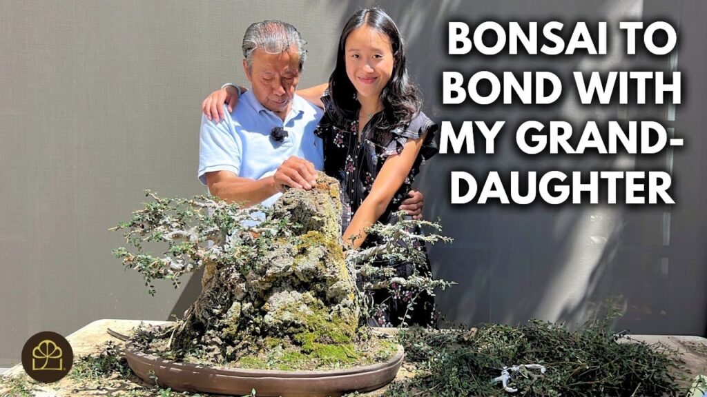 Beginner Chinese Elm Bonsai: Refining with Granddaughter