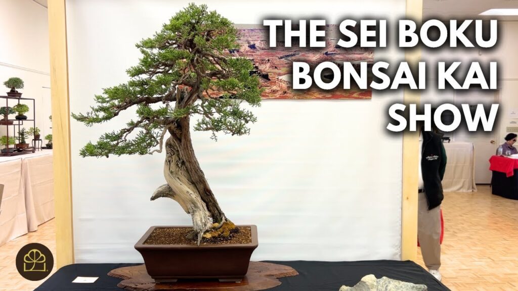 Bonsai Show Review: Lessons from the Masters
