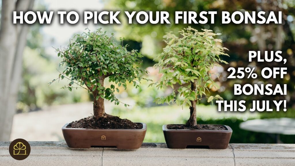 Bonsai 101 – Chapter 1: Considerations for Your First Bonsai