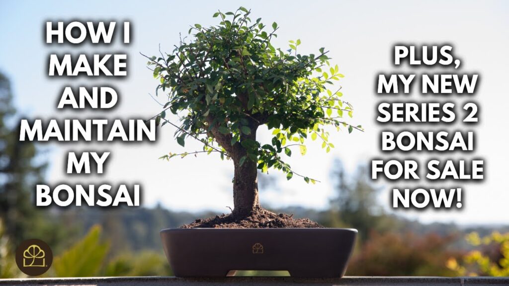 How Milton Makes Bonsai: Maintaining and Making His Trees