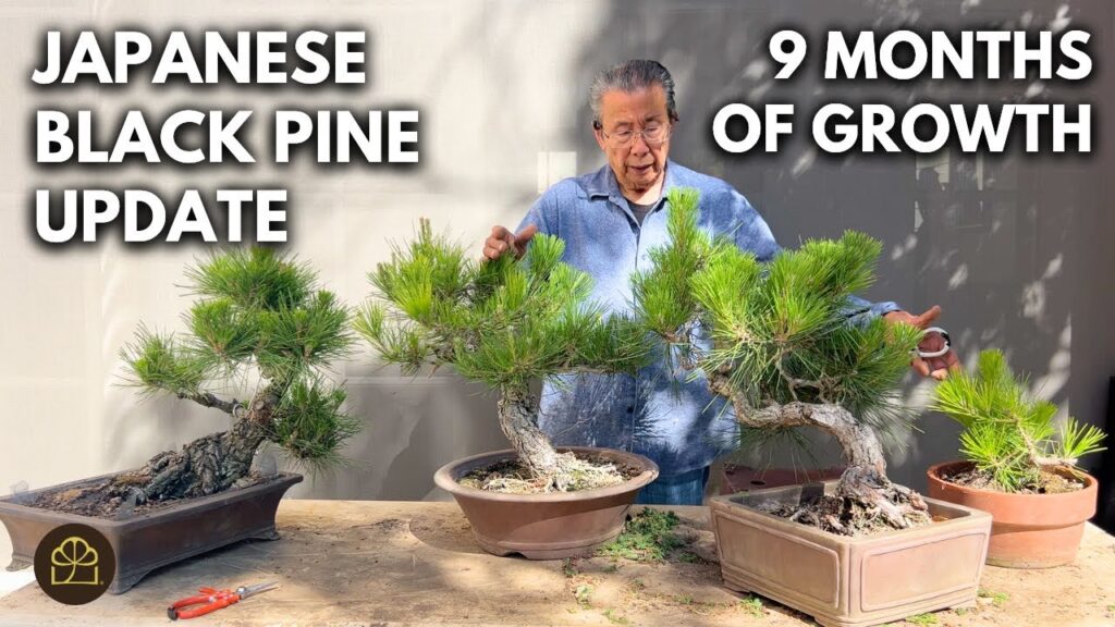 Japanese Black Pine Bonsai: Update and Refinement Techniques