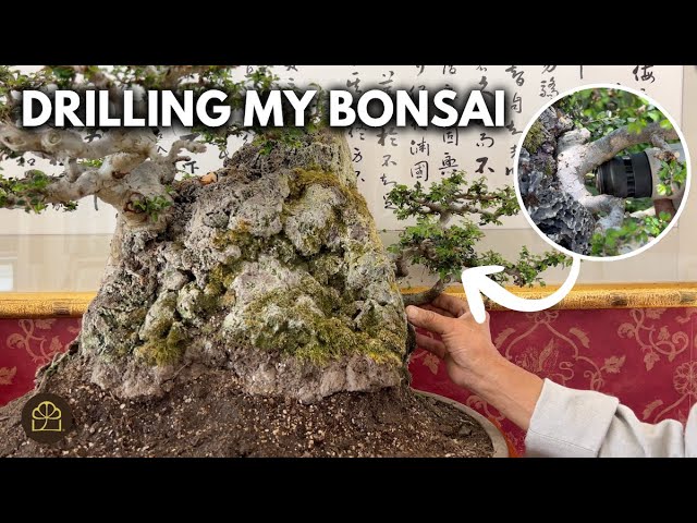 Rock Planting Bonsai Technique: Fuse a Tree onto a Rock
