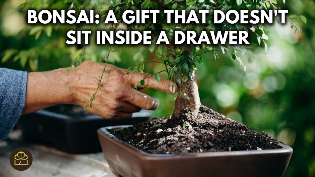 Bonsai 101 – Chapter 5: Surprising Benefits of Bonsai You May Not Know