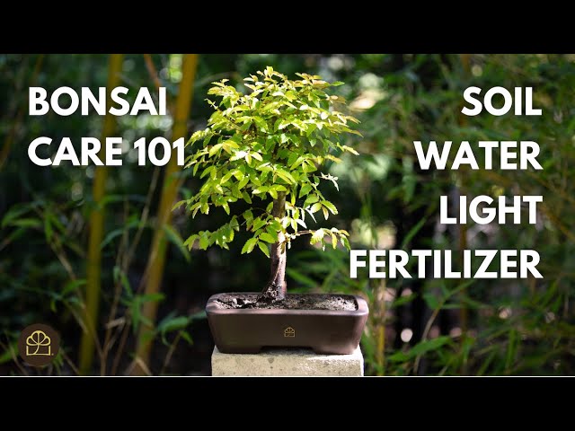 Bonsai 101 – Chapter 6: Principles for How to Make Your Own Bonsai Tree