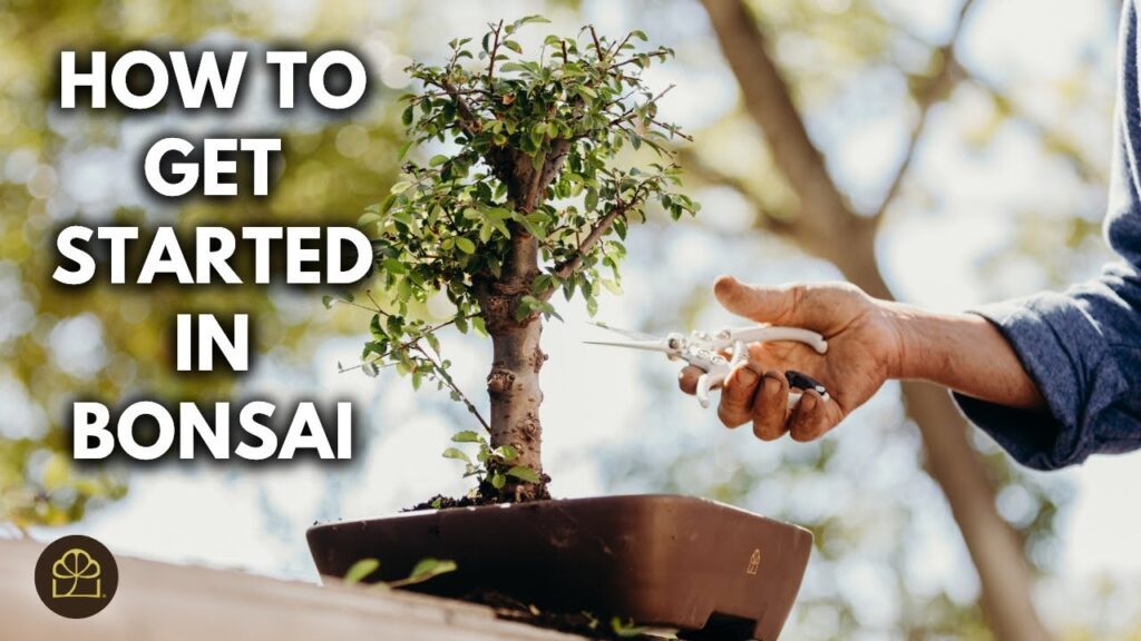 Bonsai 101 – Chapter 4: Getting Started with Your Bonsai Journey