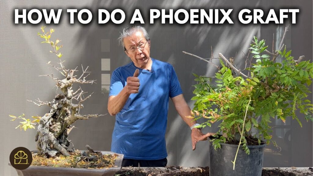 Phoenix Graft Bonsai Technique: Revive a Near-Death Tree