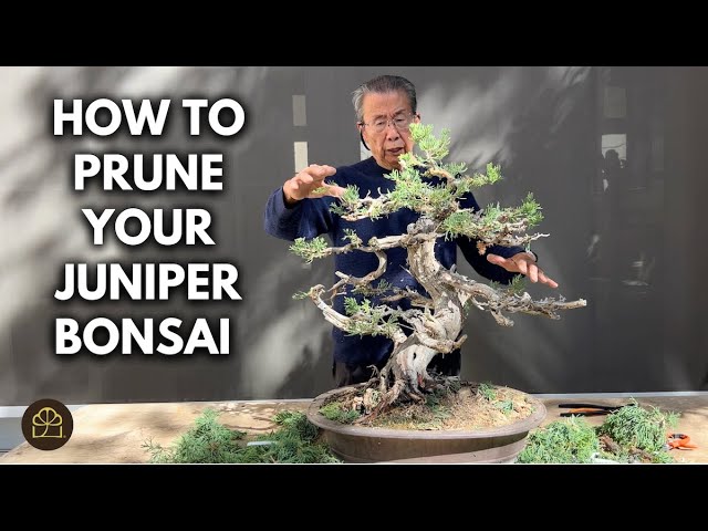 Juniper Bonsai Pruning: How to Get Branching in the Right Places