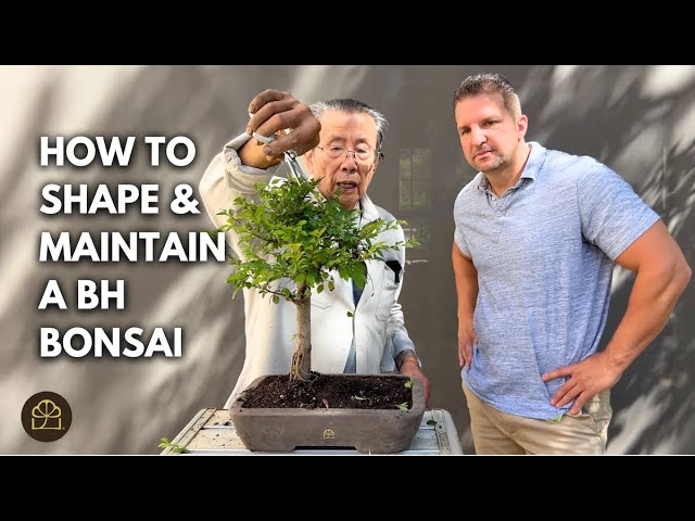 Chinese Elm Bonsai Care & Styling Lesson (Beginner-Friendly)