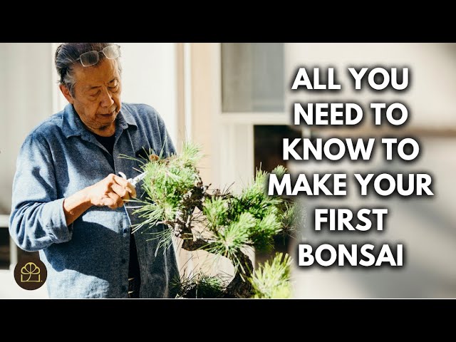 Bonsai 101 – Chapter 7: How to Make Your Very First Bonsai