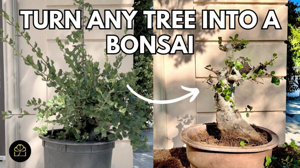 Turn Any Tree Into Bonsai (Beginner-Friendly Method)