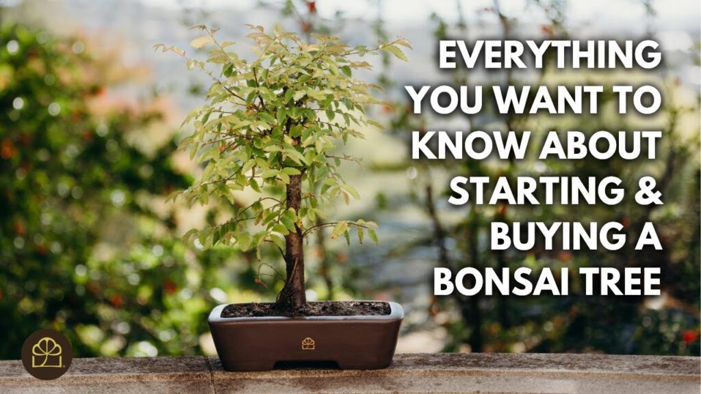 Bonsai 101 – Chapter 9: Where to Get Bonsai Material + Soil & Watering Basics