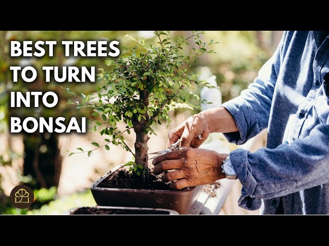 Bonsai 101 – Chapter 8: Easiest Trees to Turn Into a Bonsai