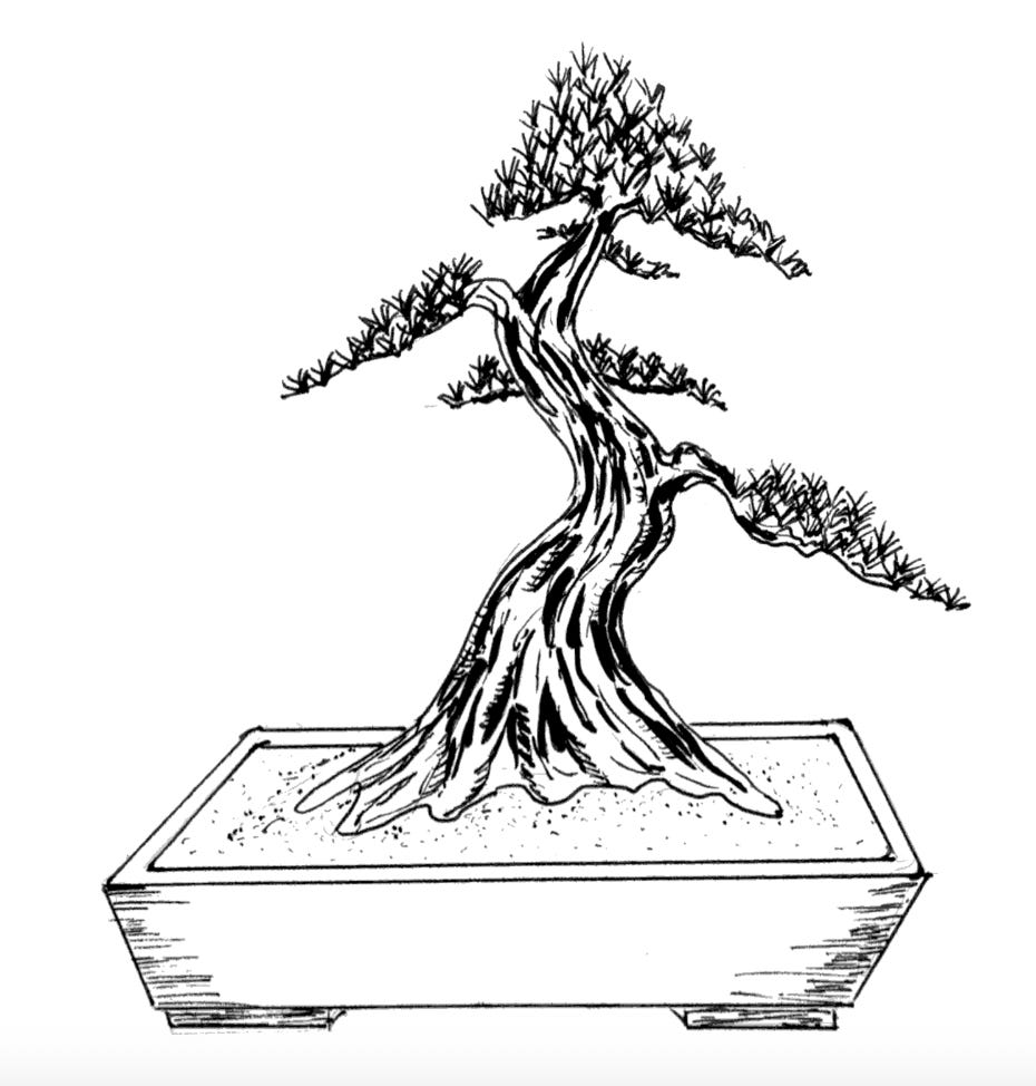 Bonsai 101 – Chapter 3: Bonsai Styles & Appearances