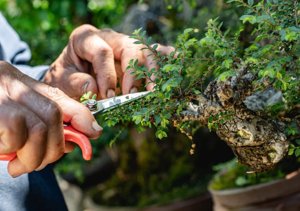 Bonsai Myths: Debunking Common Misconceptions