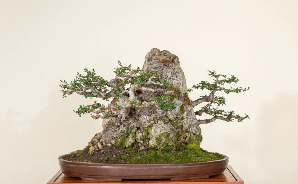 Elm Bonsai – Care Instructions