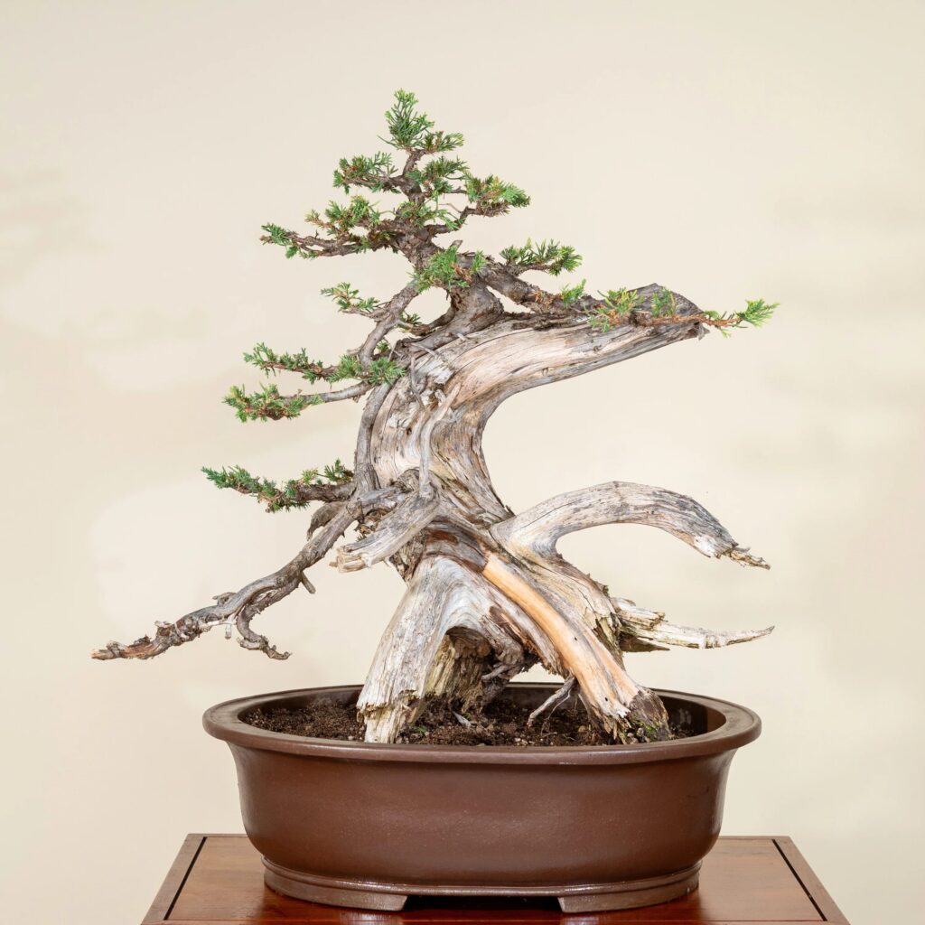 Juniper Bonsai – Care Instructions
