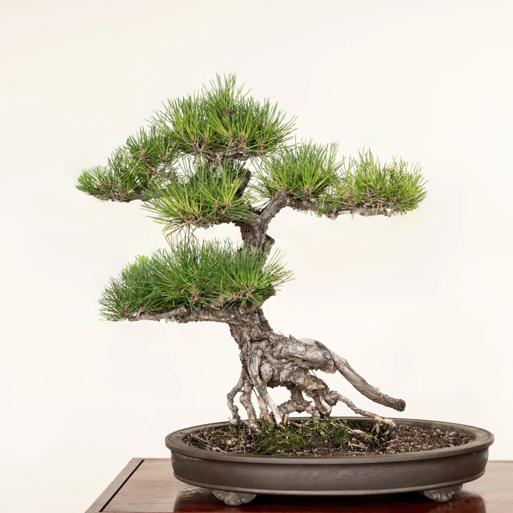 Pine Bonsai – Care Instructions