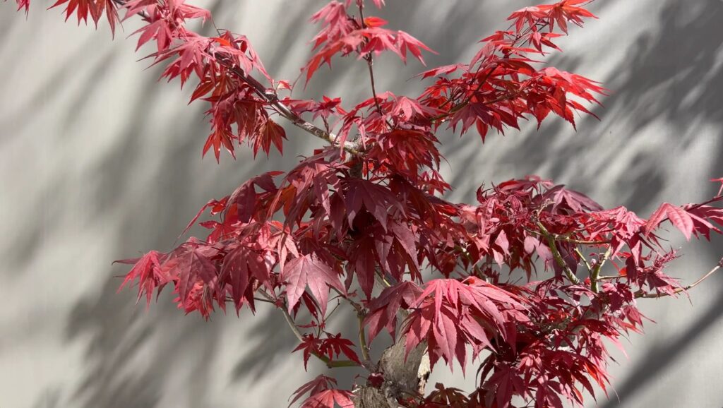 Trident Maple – Care Instructions