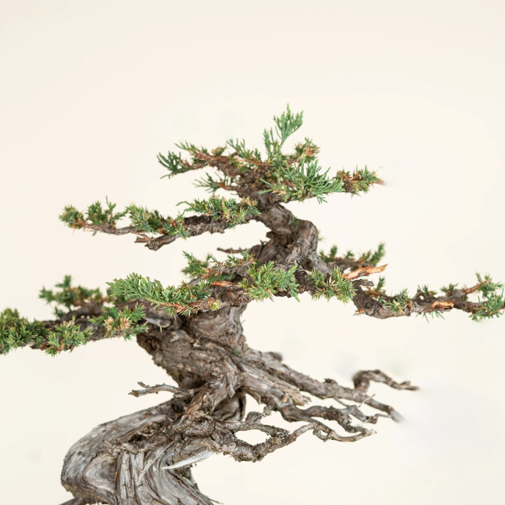 What Is Bonsai? Meaning, History, and Basics
