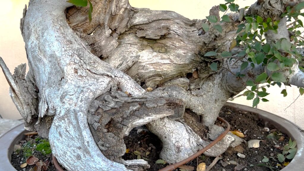 Zelkova Bonsai – Care Instructions