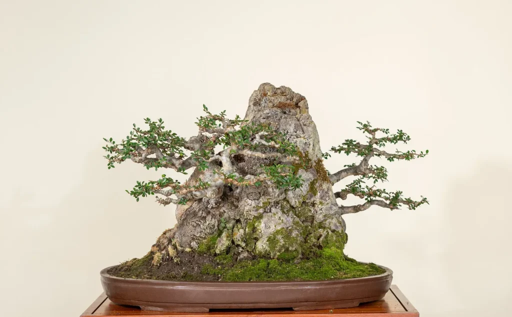 bonsai elm tree care instructions