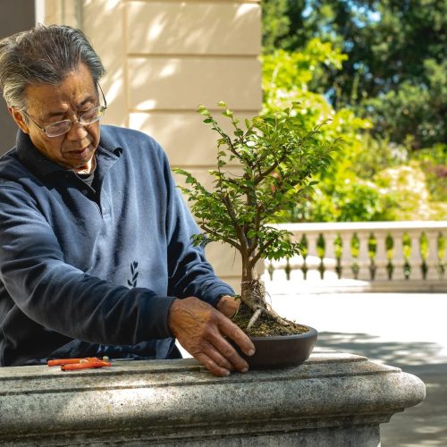 Benefits of Keeping & Gifting Bonsai