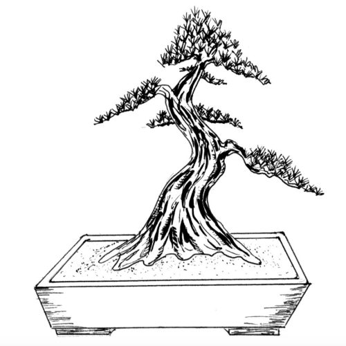 Bonsai 101 – Chapter 3: Bonsai Styles & Appearances