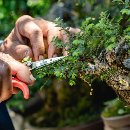Bonsai Myths: Debunking Common Misconceptions