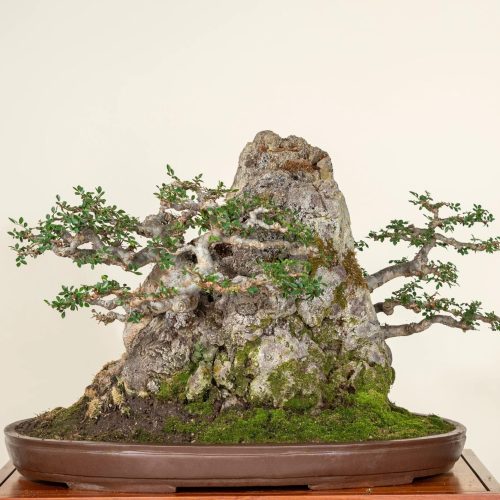 Elm Bonsai – Care Instructions