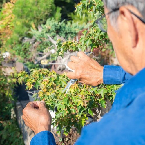 Bonsai 101 – Chapter 10: How to Get Trees to Turn Into Bonsai