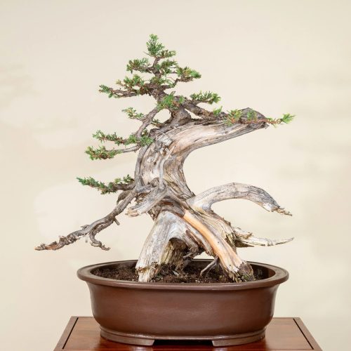 Juniper Bonsai – Care Instructions