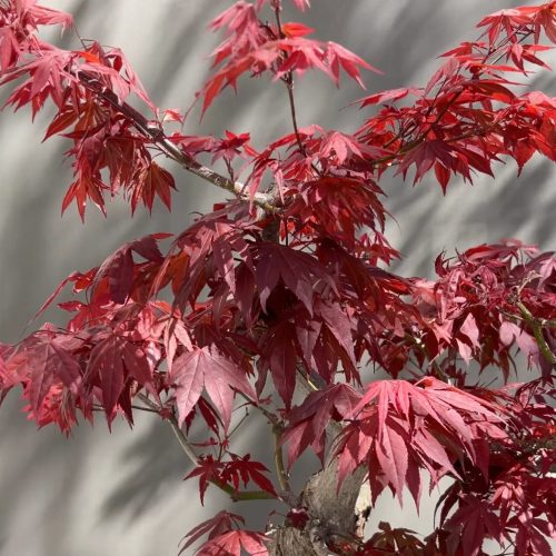 Trident Maple – Care Instructions