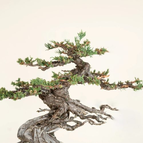 What Is Bonsai? Meaning, History, and Basics