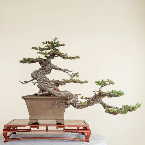 Where to See and Buy Bonsai (Best Places + Tips)