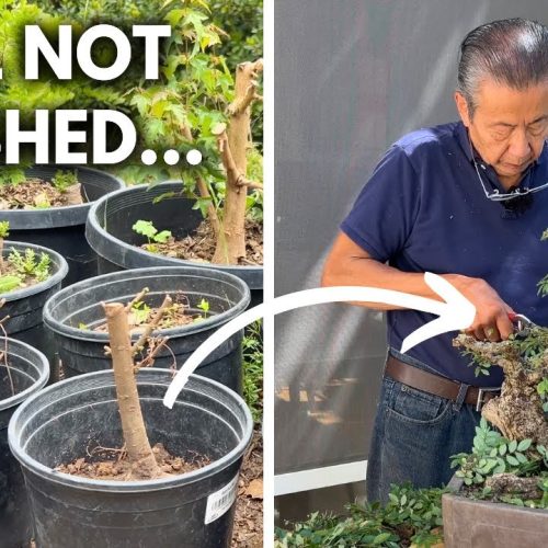 A Finished Bonsai Is a Dead Bonsai: Why Bonsai Is Never “Done”