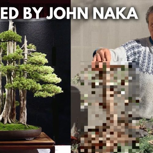 Giant Bonsai Forest Heirloom Project (Part 2)