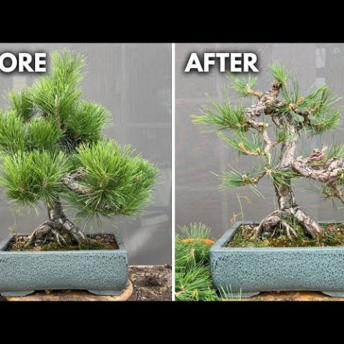 Japanese Black Pine Pruning (Branch-by-Branch)