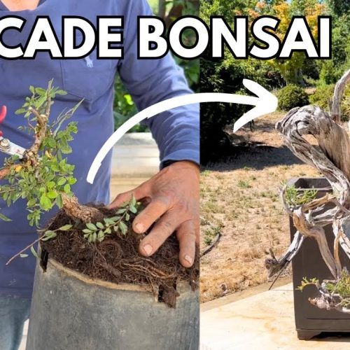 Cascade Bonsai Styles: 3 Cascades + Cascade Bonsai Tour
