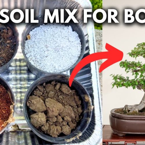 Best Bonsai Soil Mix for Fast Growth (Recipe + Components)