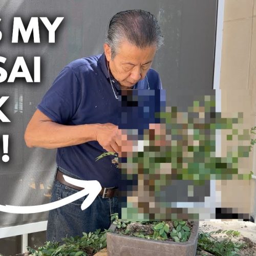 Bonsai Ramification Explained: How to Build Fine Branching