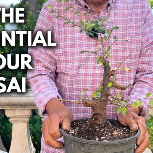 Nursery Tree Bonsai: Start Maple & Elm Bonsai from Nursery Stock