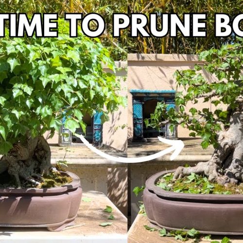 When to Prune + Best Soil Mix + Watering System (Q&A)