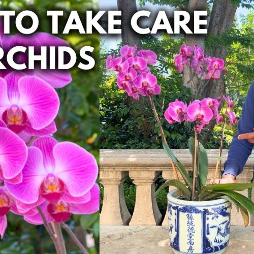 Orchid Care Using Bonsai Techniques: Watering, Roots, and Growth