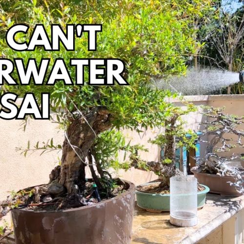 How to Water a Bonsai Tree Without Killing It