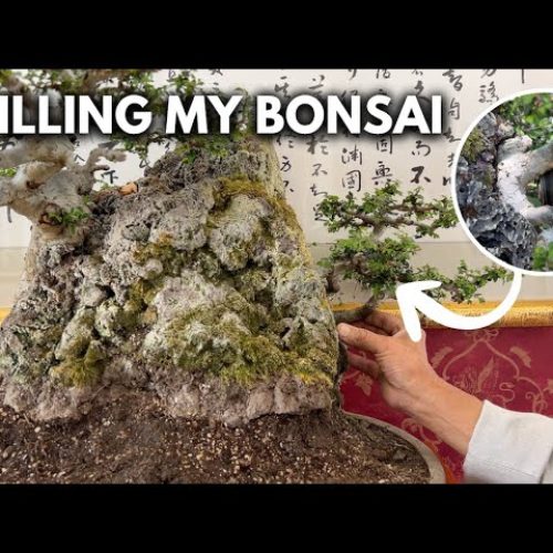 Rock Planting Bonsai Technique: Fuse a Tree onto a Rock