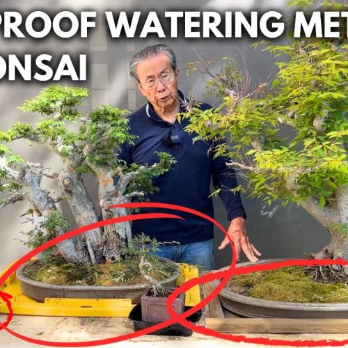 How to Make Sure Your Bonsai Never Dries Out (Watering System)