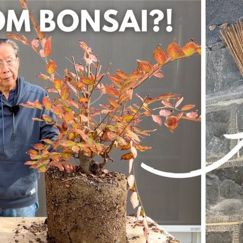 Chinese Zelkova Broom Style Bonsai: Step-by-Step
