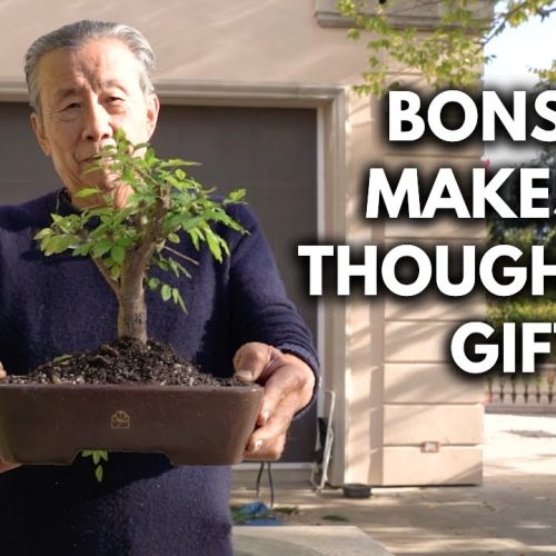 Bonsai Gift Guide: Best Bonsai Gifts for Plant Lovers