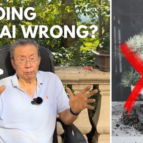 Bonsai Rules: Why Traditional Bonsai Rules Don’t Matter (Sometimes)