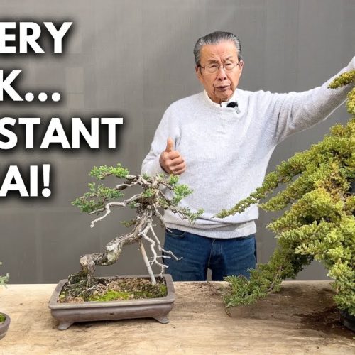 Nursery Juniper to Bonsai: Full Transformation Process